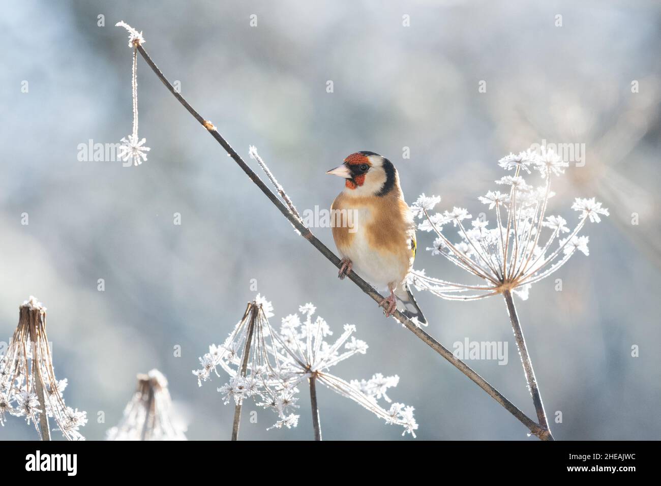 European goldfinch (carduelis carduelis) on frost covered fennel seed heads in winter - uk Stock Photo