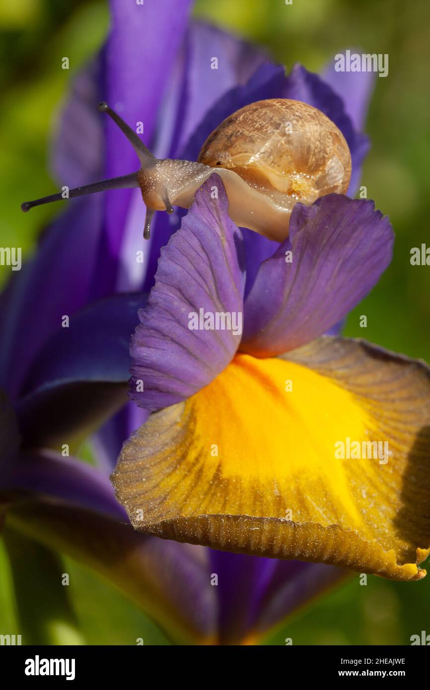 Beautiful garden snail close up on a purple iris flower in full bloom. Nature wildlife in spring in Norfolk England Stock Photo