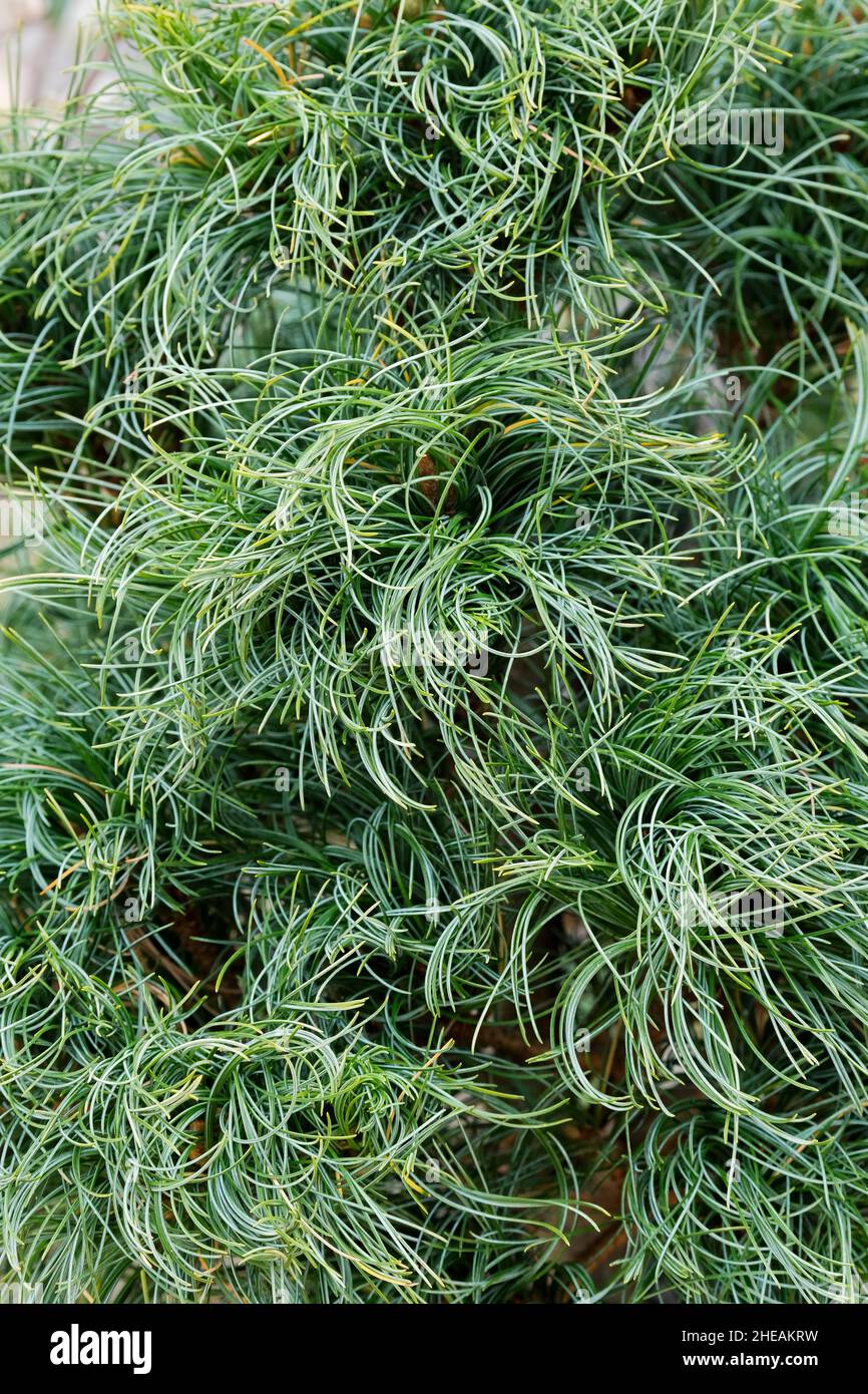 Pinus strobus 'Green Twist'. Rare twisted curly green foliage Stock Photo