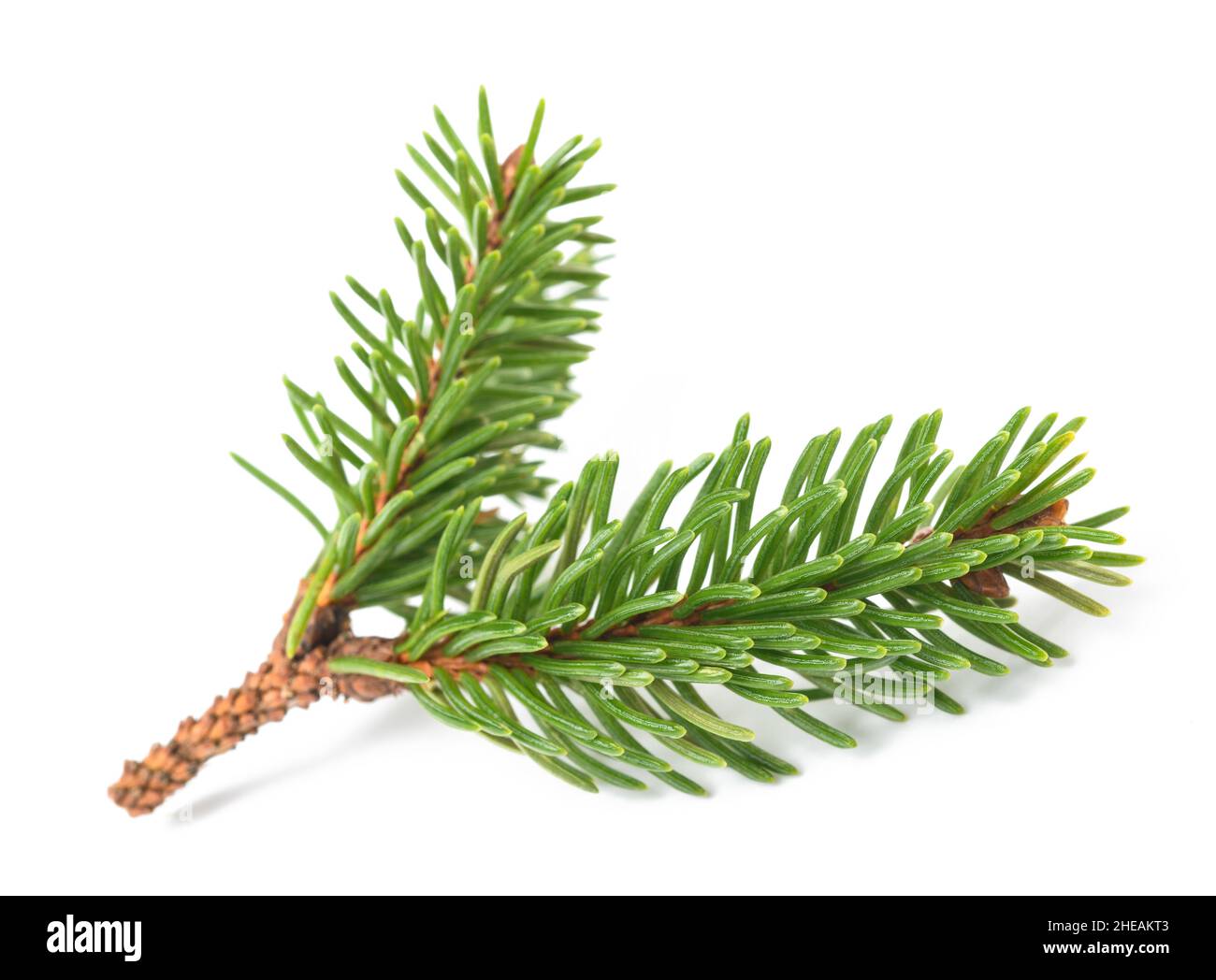 Spruce sprig  isolated on white background Stock Photo