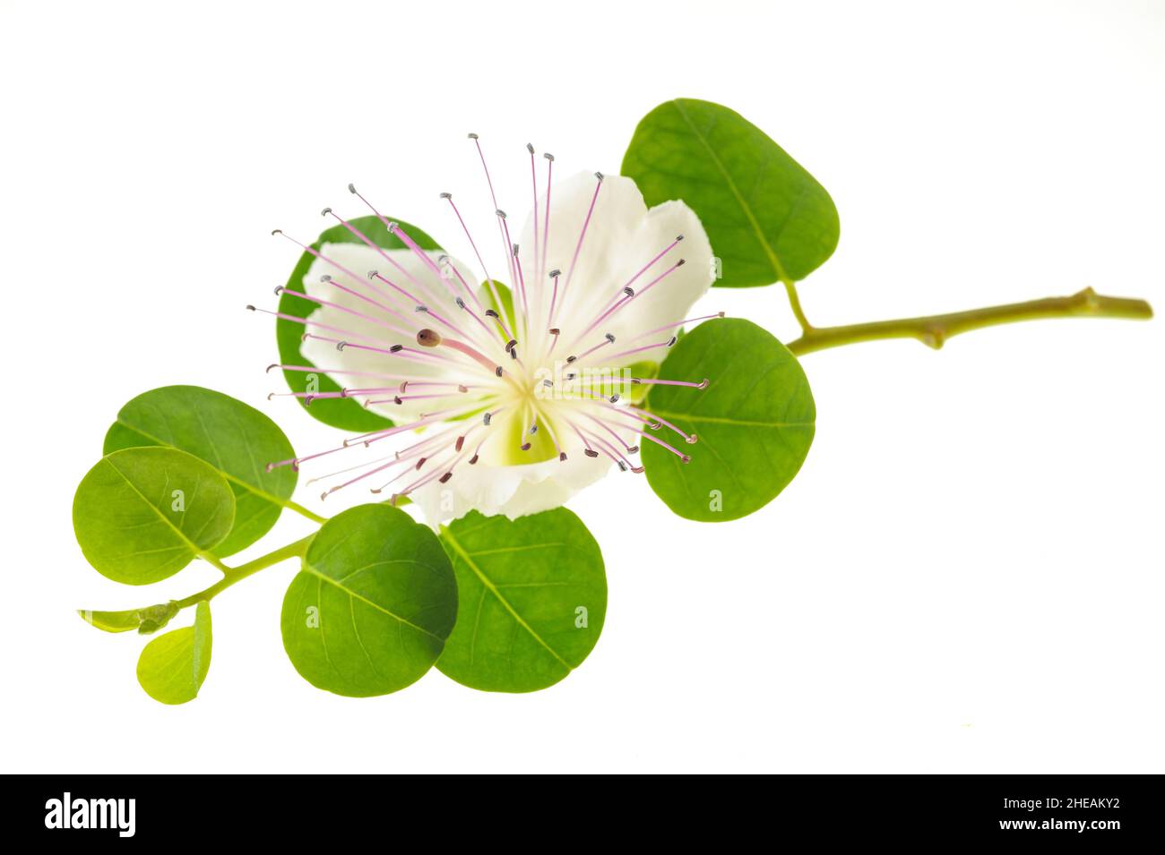 Caper branch with flower isolated on white Stock Photo Alamy