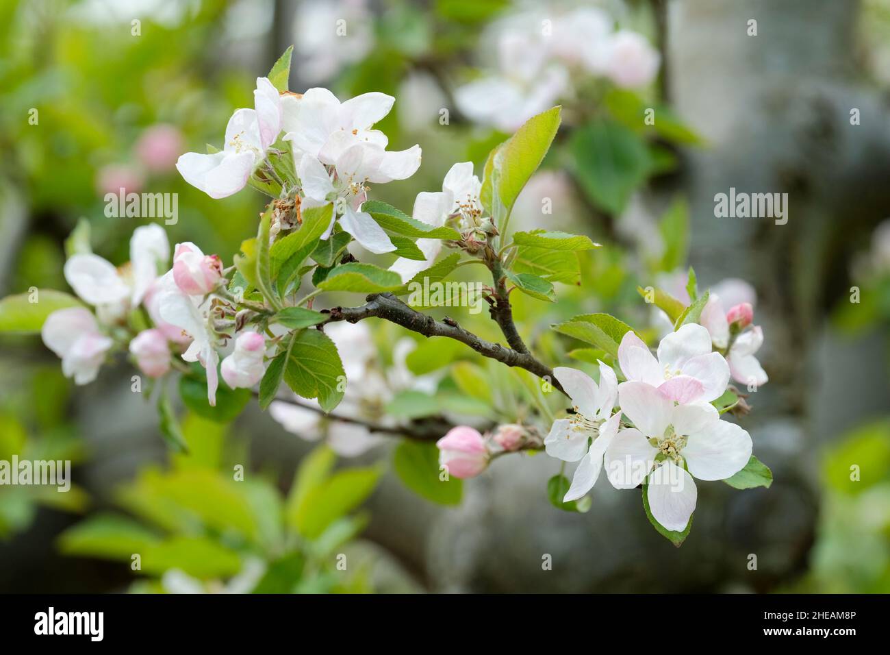 Malus domestica 'Barnack Beauty'. Apple 'Barnack Beauty' blossom late spring/early summer Stock Photo