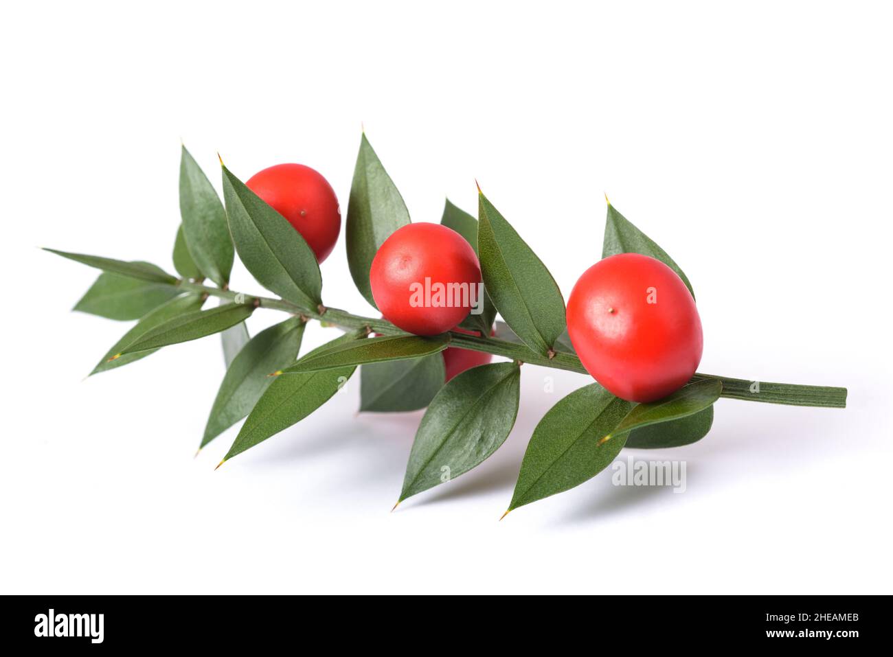 Butcher's broom with berries isolated on white background Stock Photo