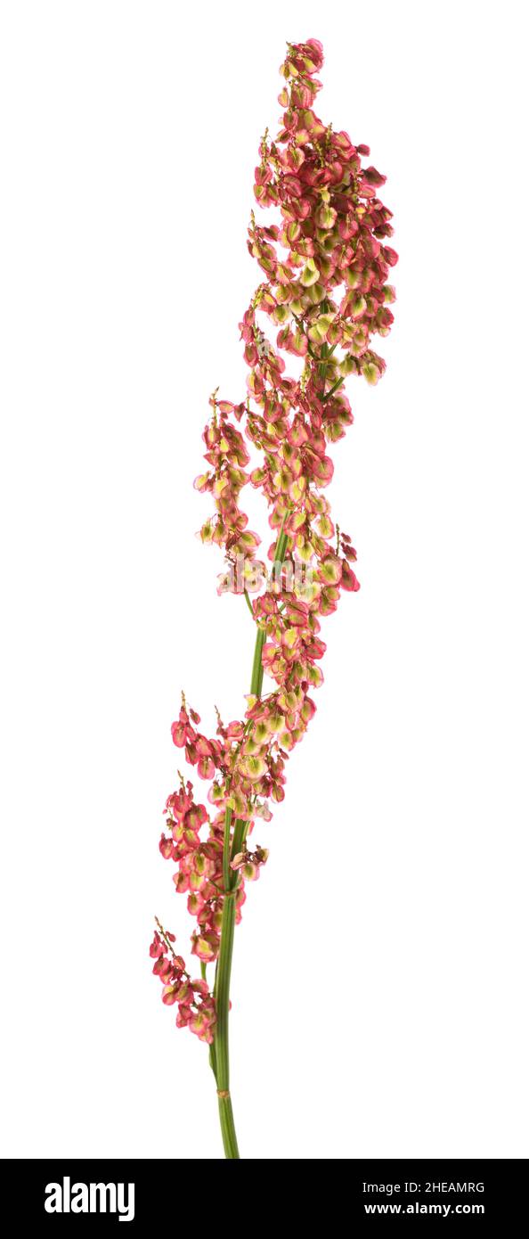 Common sorrel  flowers isolated on white background Stock Photo