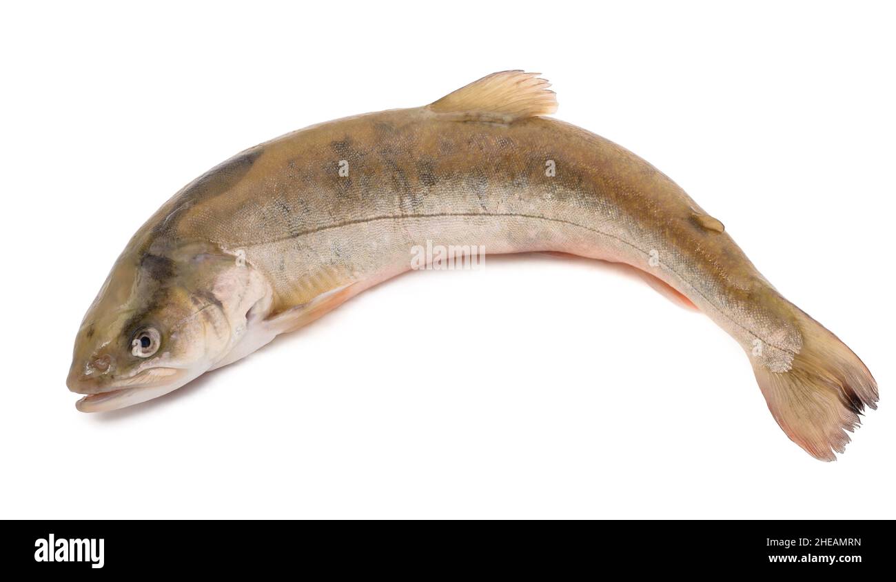 Char fish (salvelinus) isolated on white backgrouns Stock Photo