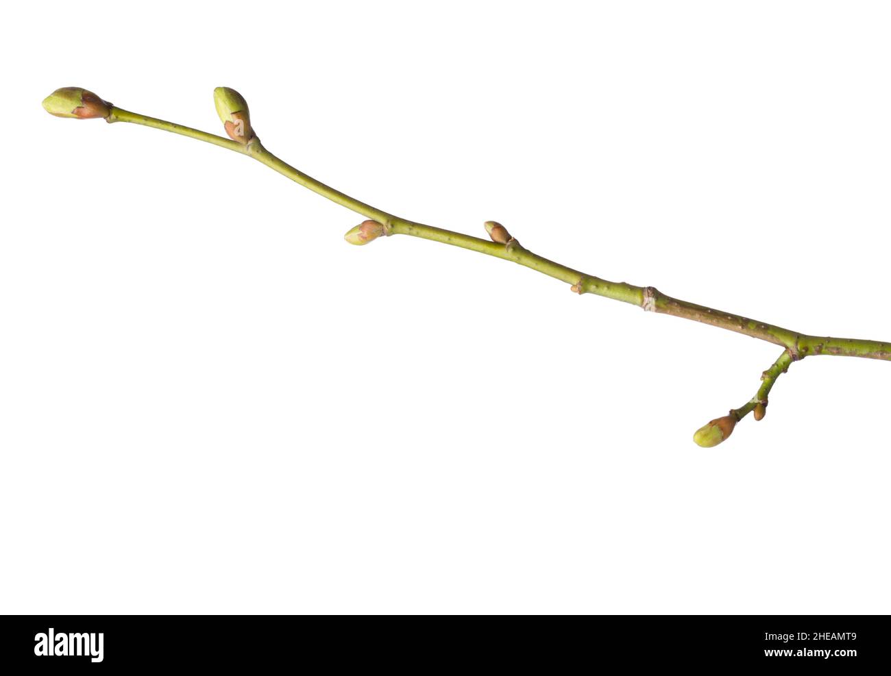 Close-up of  Linden branch with swollen buds on isolated white background. Stock Photo