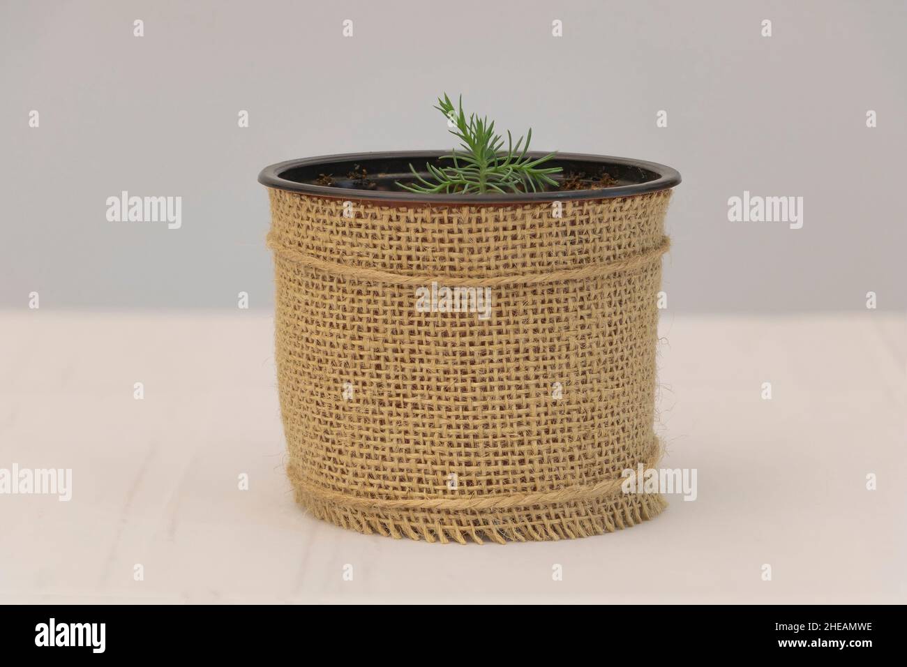 A young Sequoia tree in the small pot which was grow from seed. Concept for growing Sequoia tree. Stock Photo
