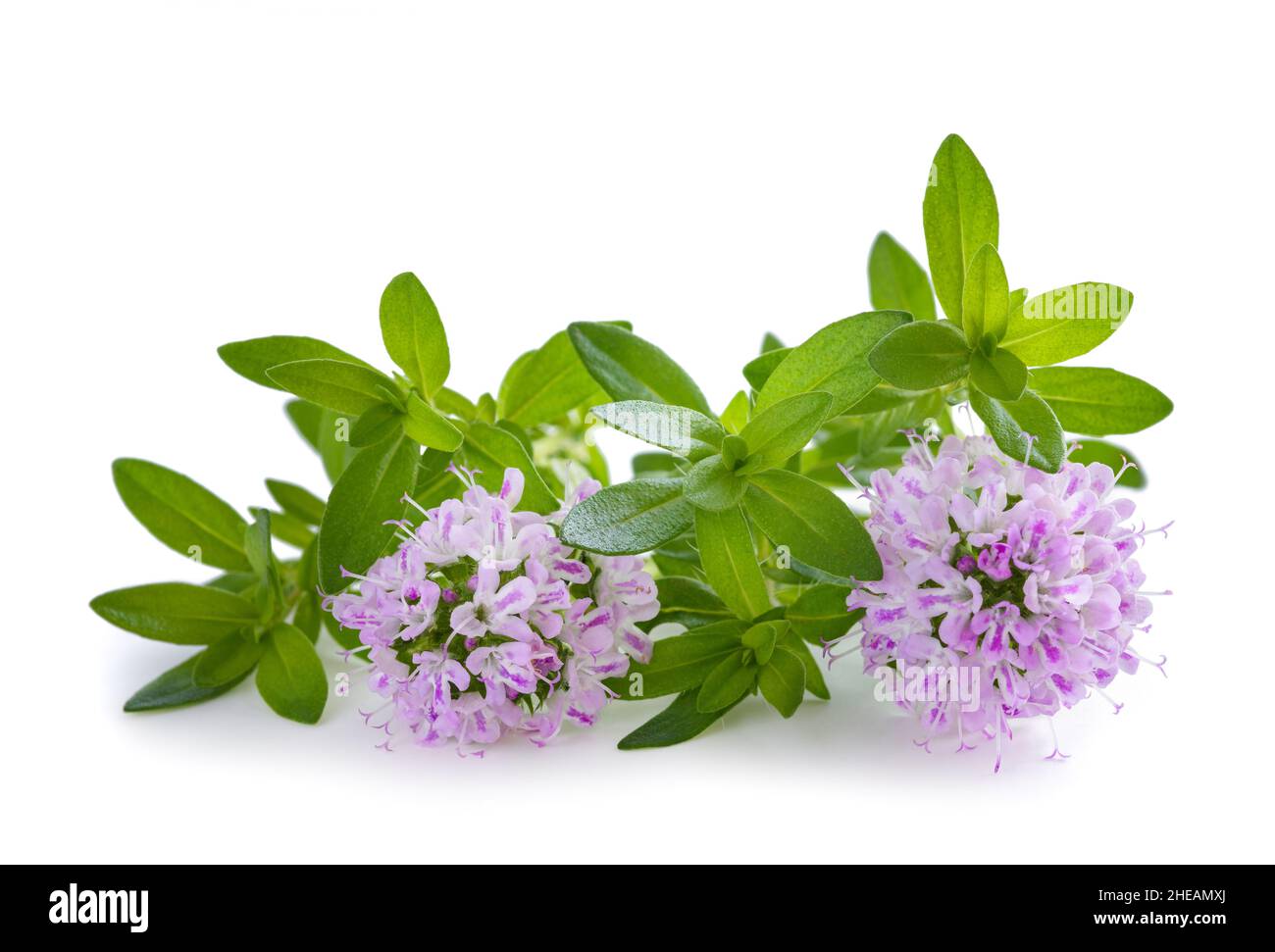 Summer savory plant with flowers isolated on white background Stock