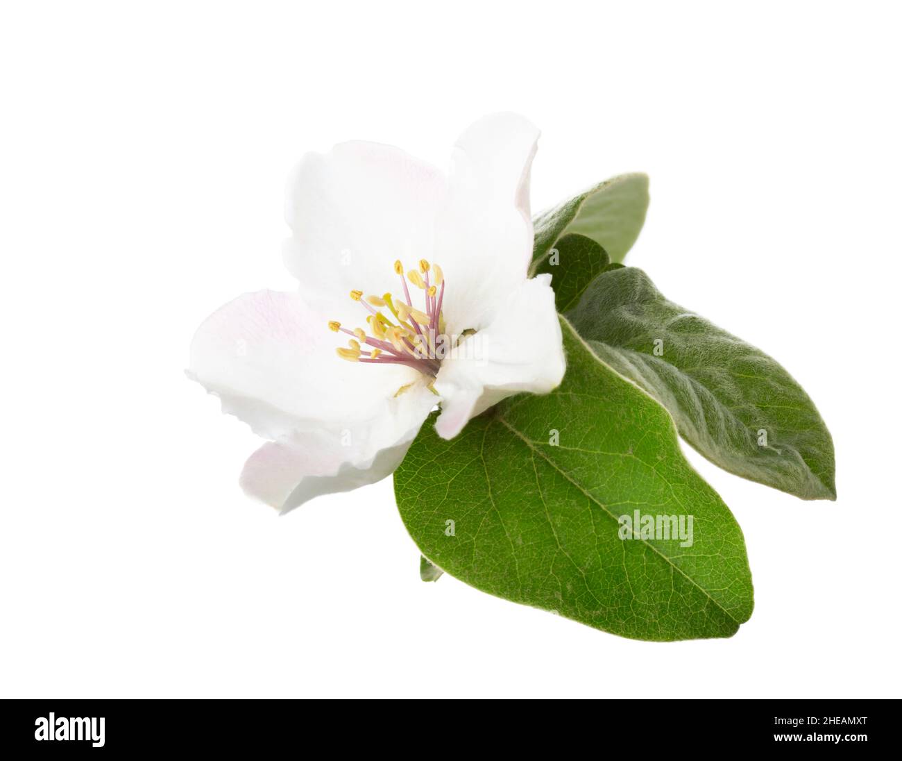 Quince flower isolated on white background Stock Photo - Alamy