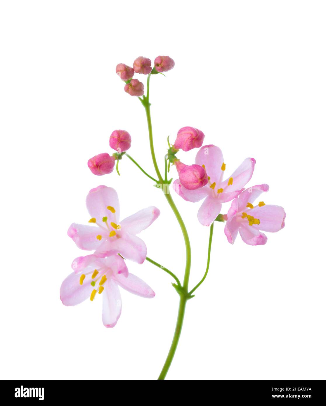 Small light pink  flowers of  Honeysuckle (Tatarian Honeysuckle) isolated on white background. Selective focus. Stock Photo