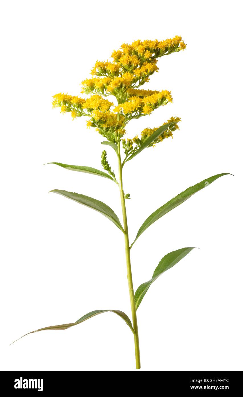 Yellow goldenrod flowers isolated on white background Stock Photo