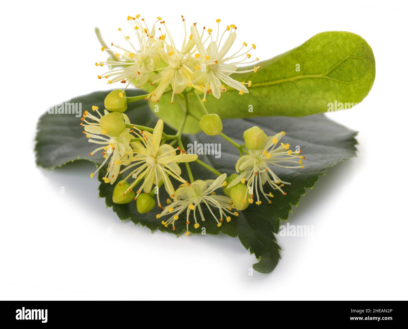 Linden leaf with  flowers  isolated on white background Stock Photo
