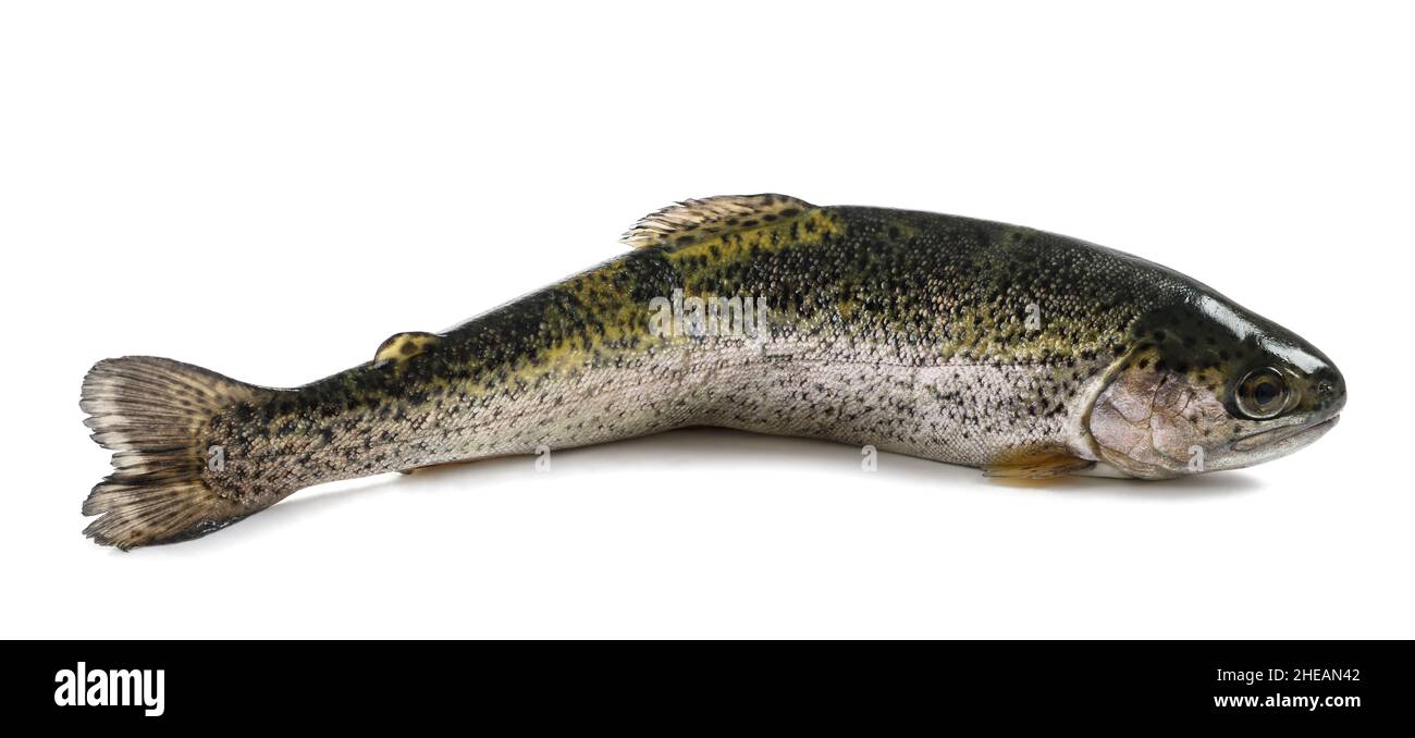 freshly caught trout isolated on white background Stock Photo - Alamy