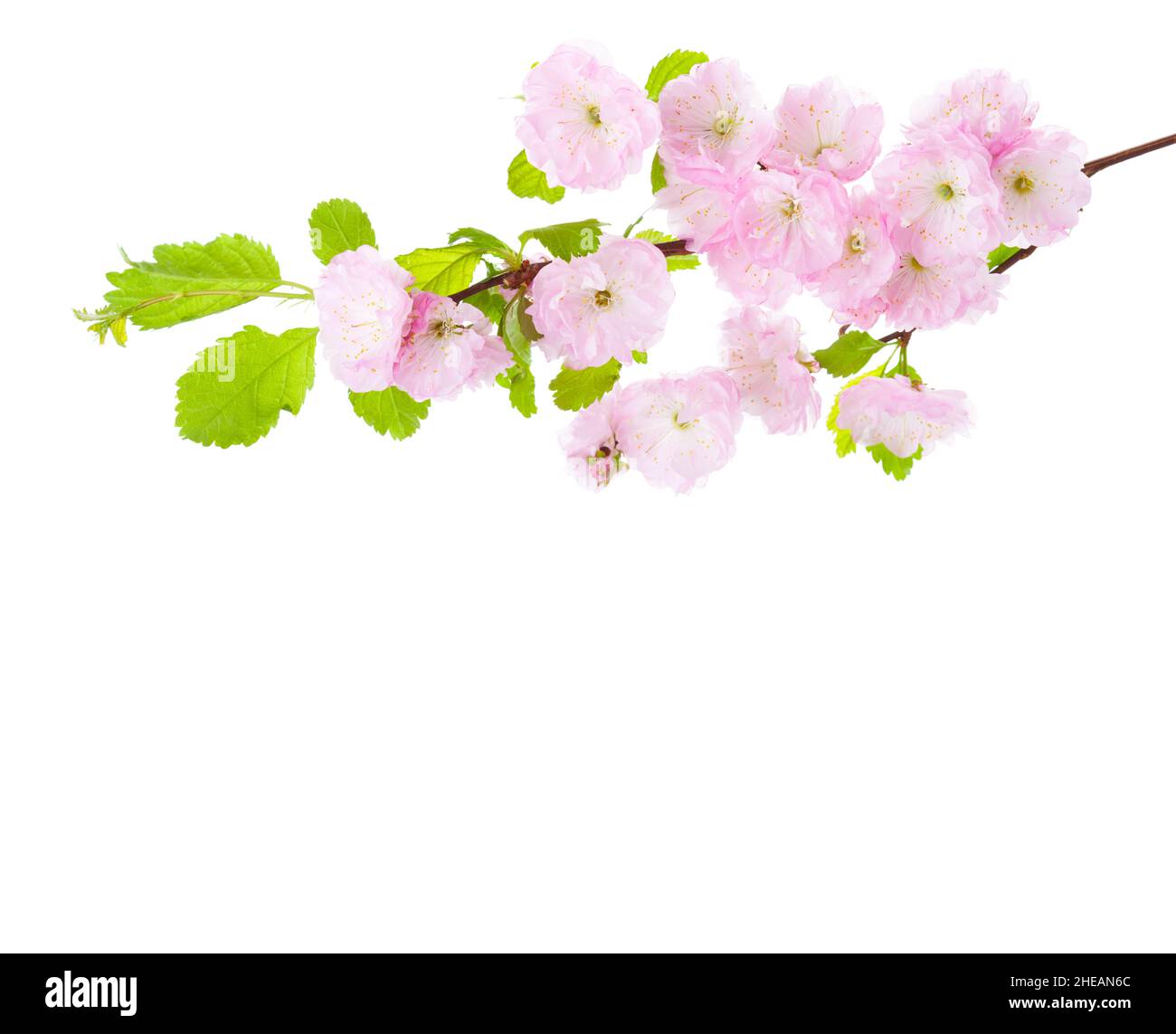 Branch with light pink flowers isolated on a white background. Prunus Triloba (  Flowering Plum, Flowering Almond) Stock Photo