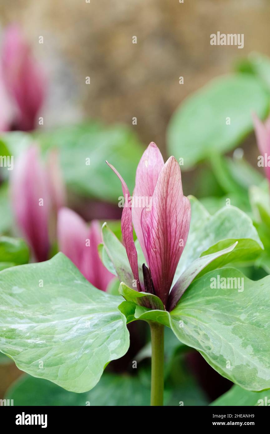 trillium chloropetalum, giant trillium, giant wake robin, wood lily, trinity flower, giant wakerobin. Burgundy flowers, clover-like foliage. Stock Photo