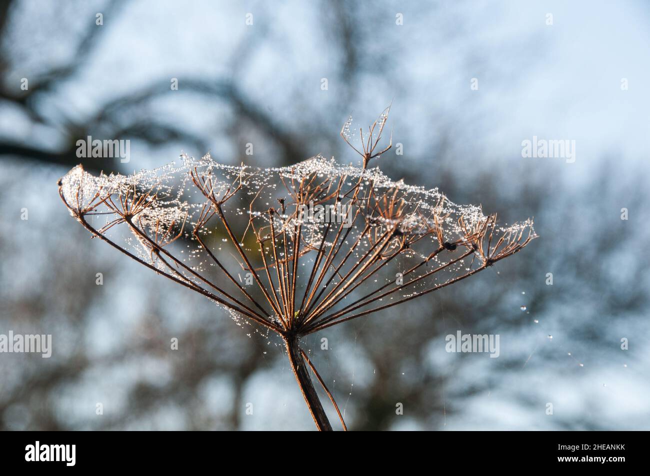 Around the UK Cow Parsley Seed Head covered with cobwebs & frost
