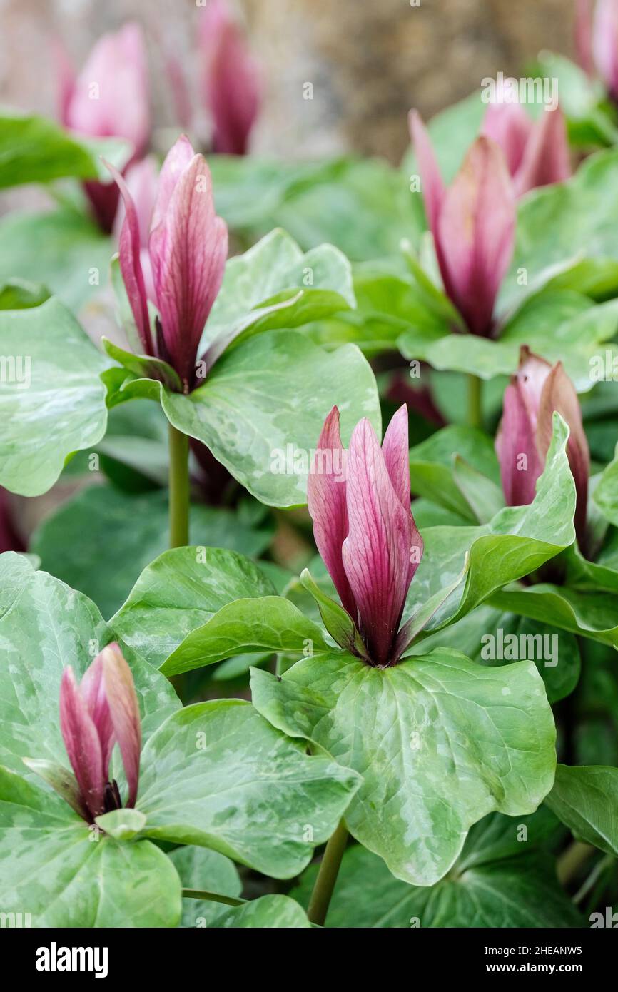 trillium chloropetalum, giant trillium, giant wake robin, wood lily, trinity flower, giant wakerobin. Burgundy flowers, clover-like foliage. Stock Photo