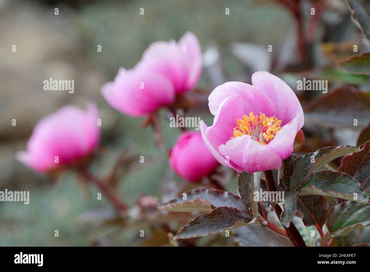 Paeonia mascula subspecies russoi, reddish-leaved peony Stock Photo