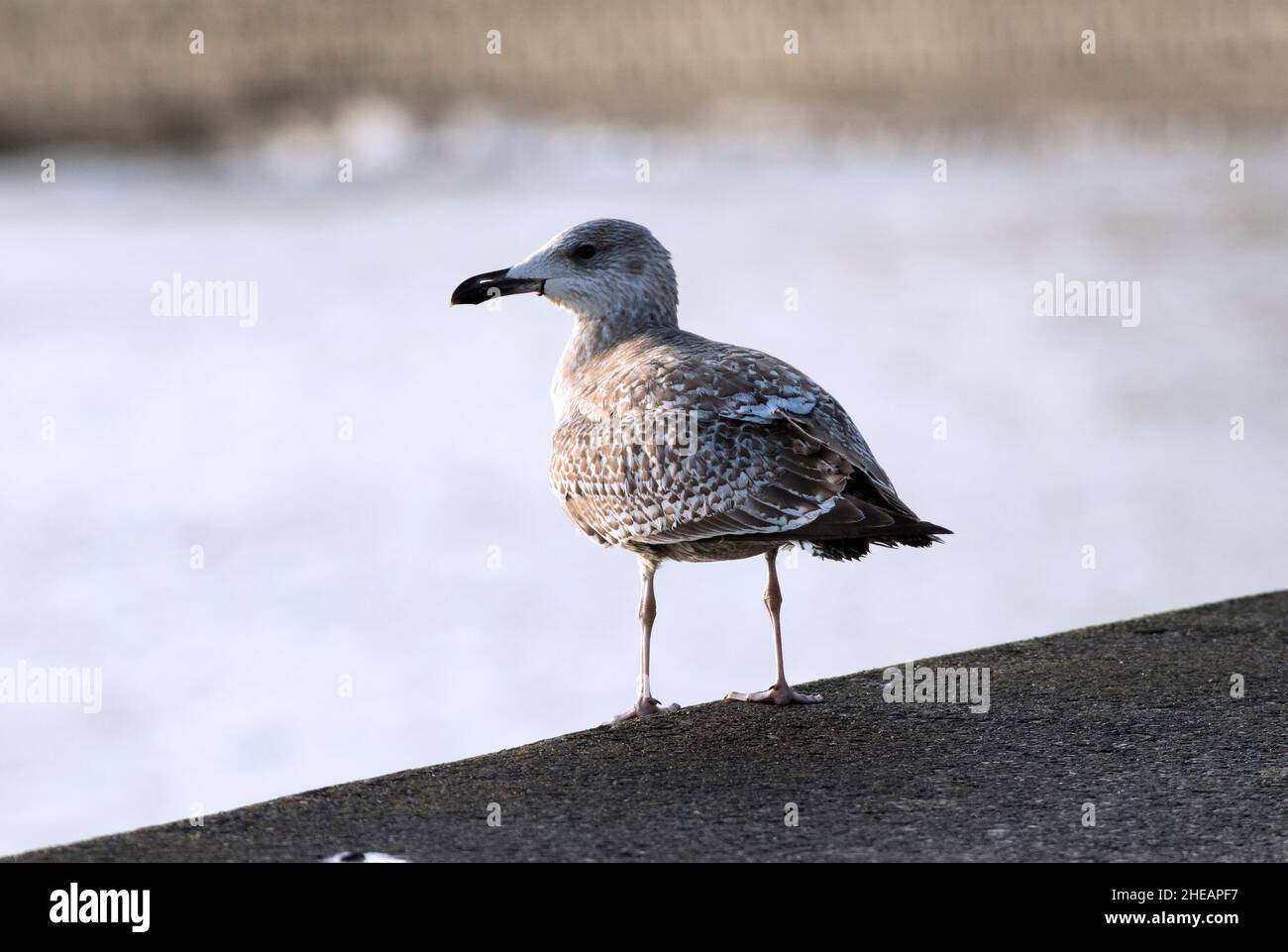 The juvenile Herring Gull is a mottled brown until its first moult in