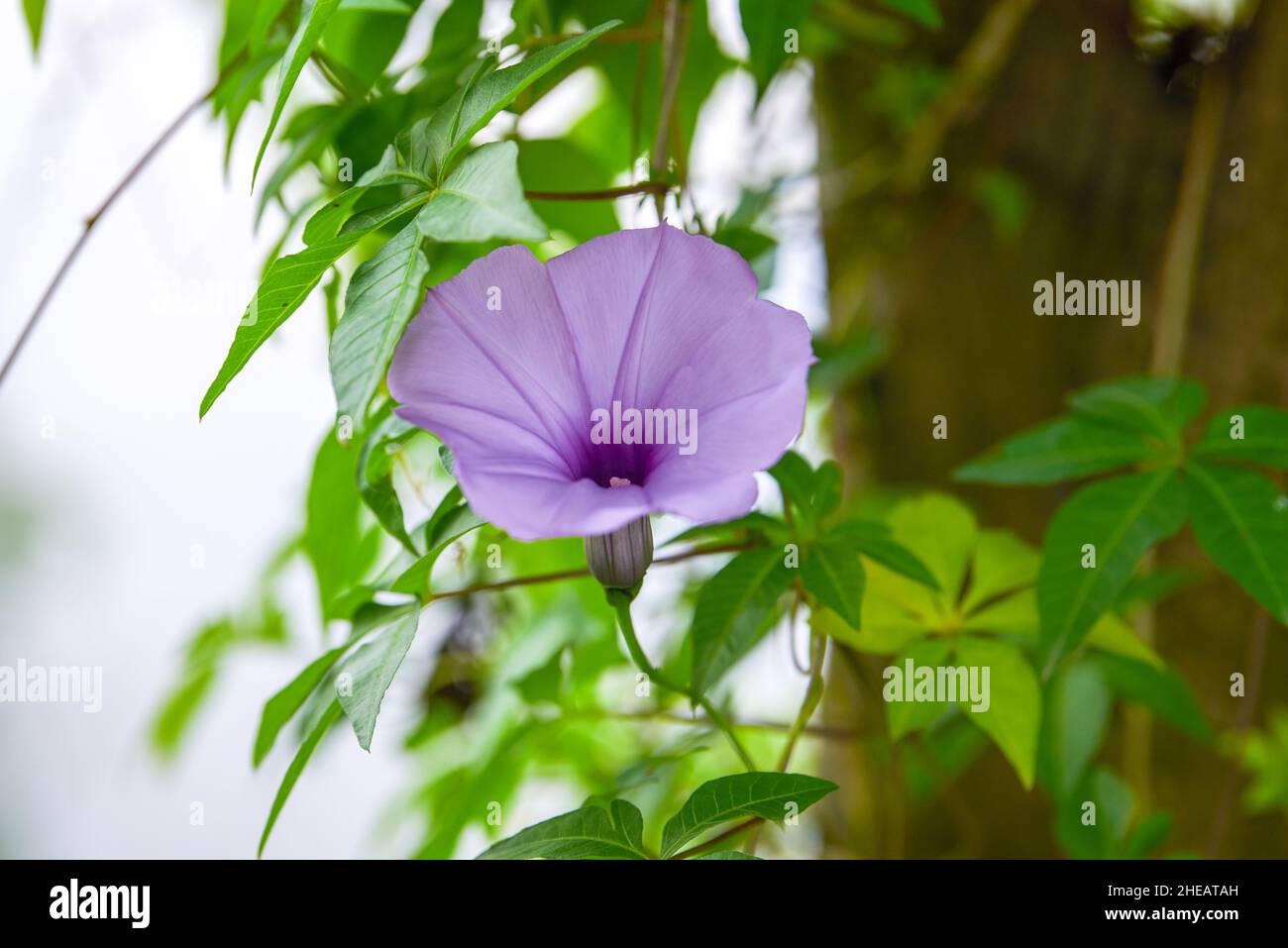 Close-up of a blooming purple morning glory Stock Photo