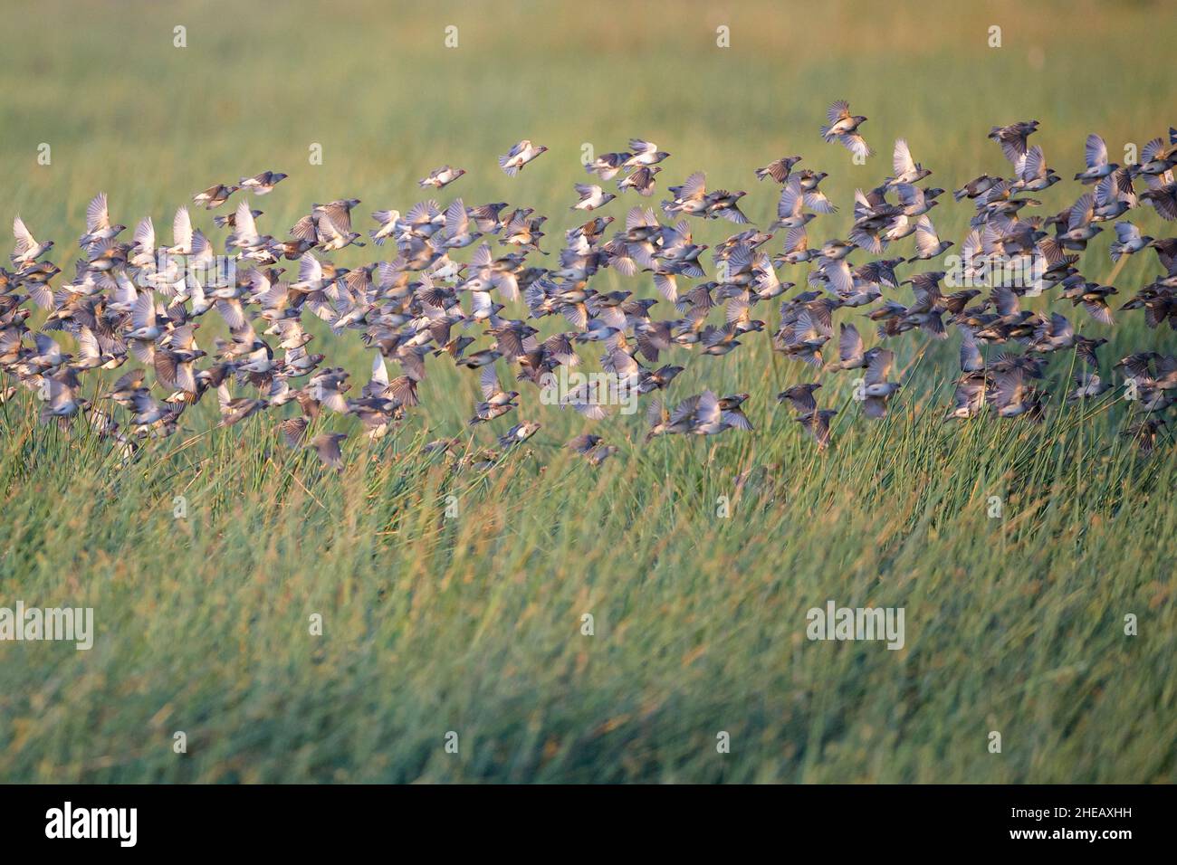 Flock of red-billed queleas (Quelea quelea) in murmuration over the marsh at sunrise, Ndutu, Ngorongoro conservation area, Tanzania, Africa. Stock Photo