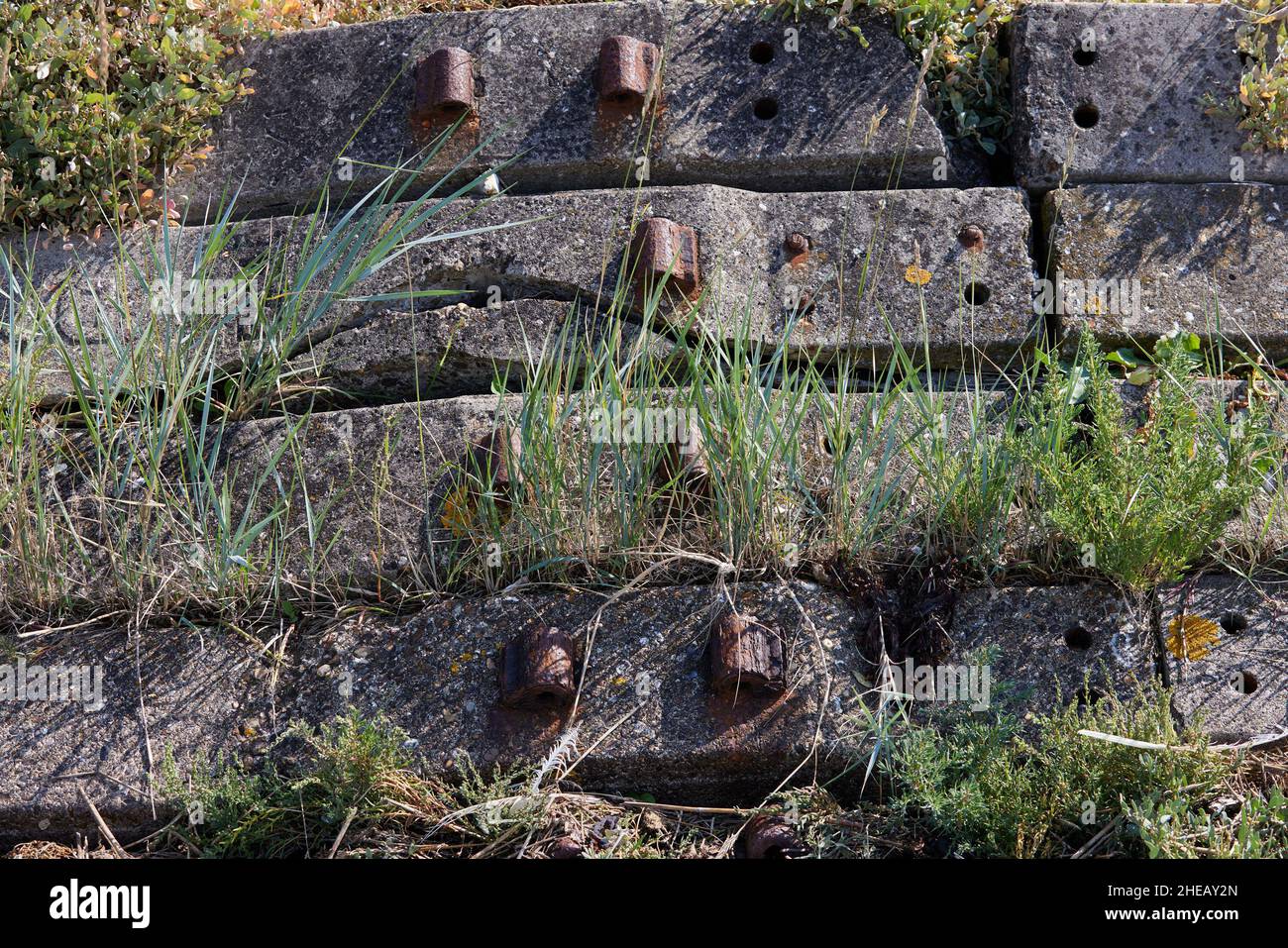 Grasses seen growing through concrete erosion barriers. Stock Photo