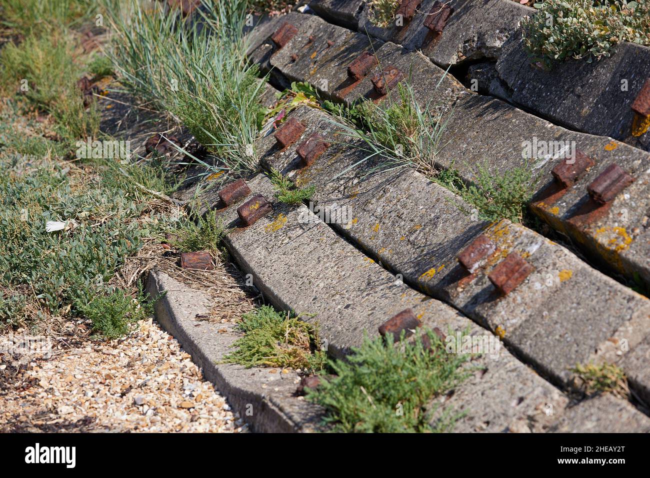 Grasses seen growing through concrete erosion barriers. Stock Photo