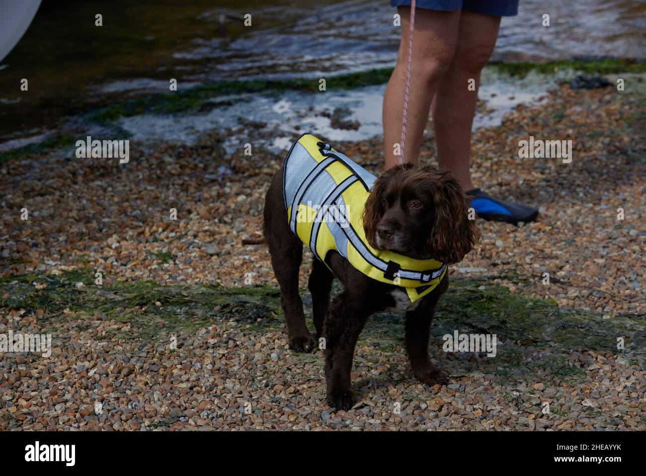 A dog seen with a swimming vest. Stock Photo
