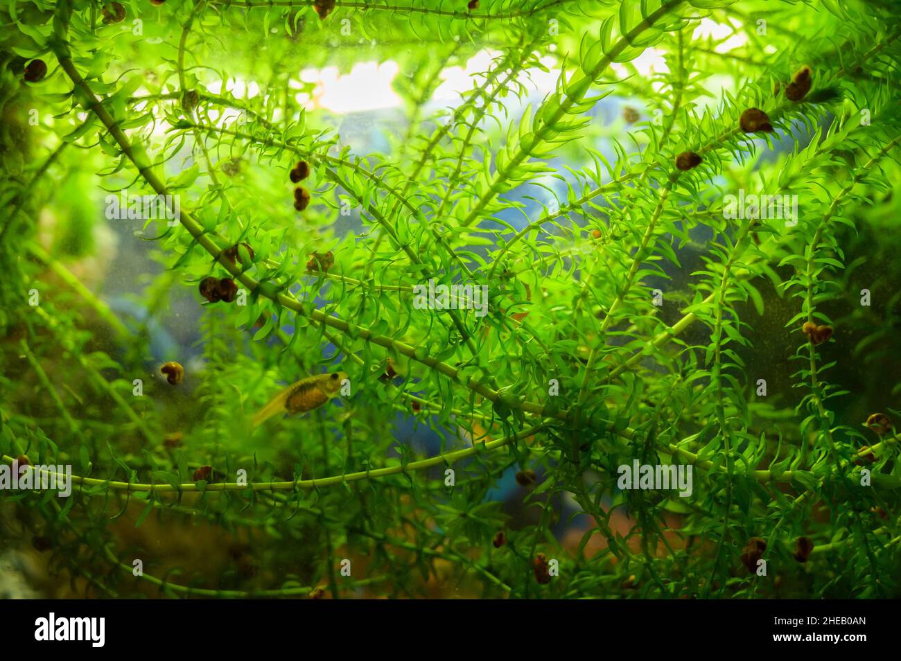Aquatic plant - elodea in aquarium. Selective focus. Stock Photo