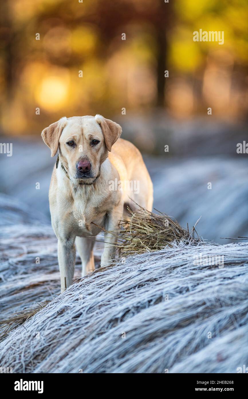 Yellow Lab Fall A Yellow Labrador Retriever on a frosty autumn morning Stock Photo - Alamy