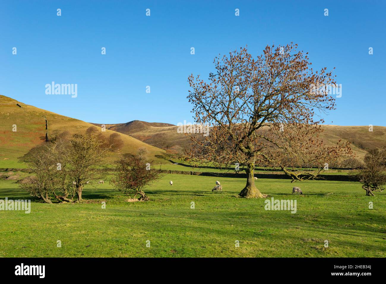 A sunny winter day near Edale in the hills of the Peak District national park, Derbyshire, England. An old Ash tree surrounded by sheep. Stock Photo