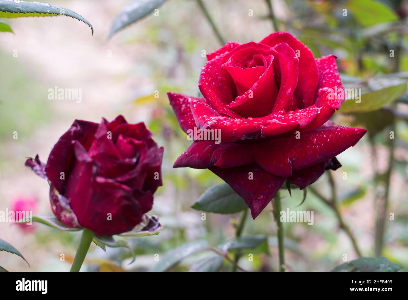 A close-up of a beautiful red rose with another peta nearl out of focus Stock Photo