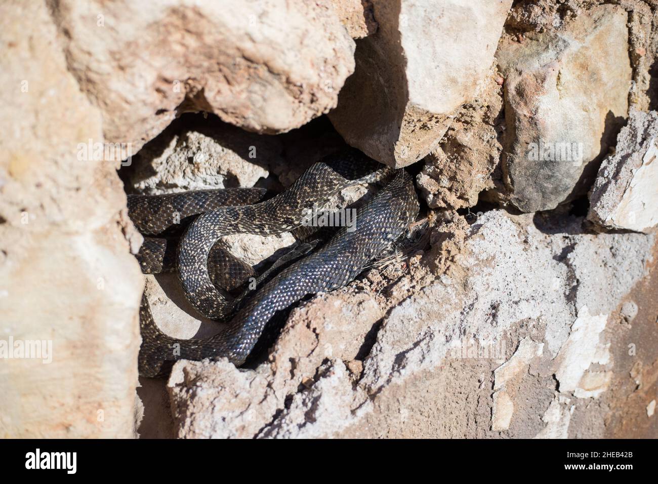 Hemorrhois hippocrepis horseshoe whip snake warming in the sun in a crack in the wall Stock Photo