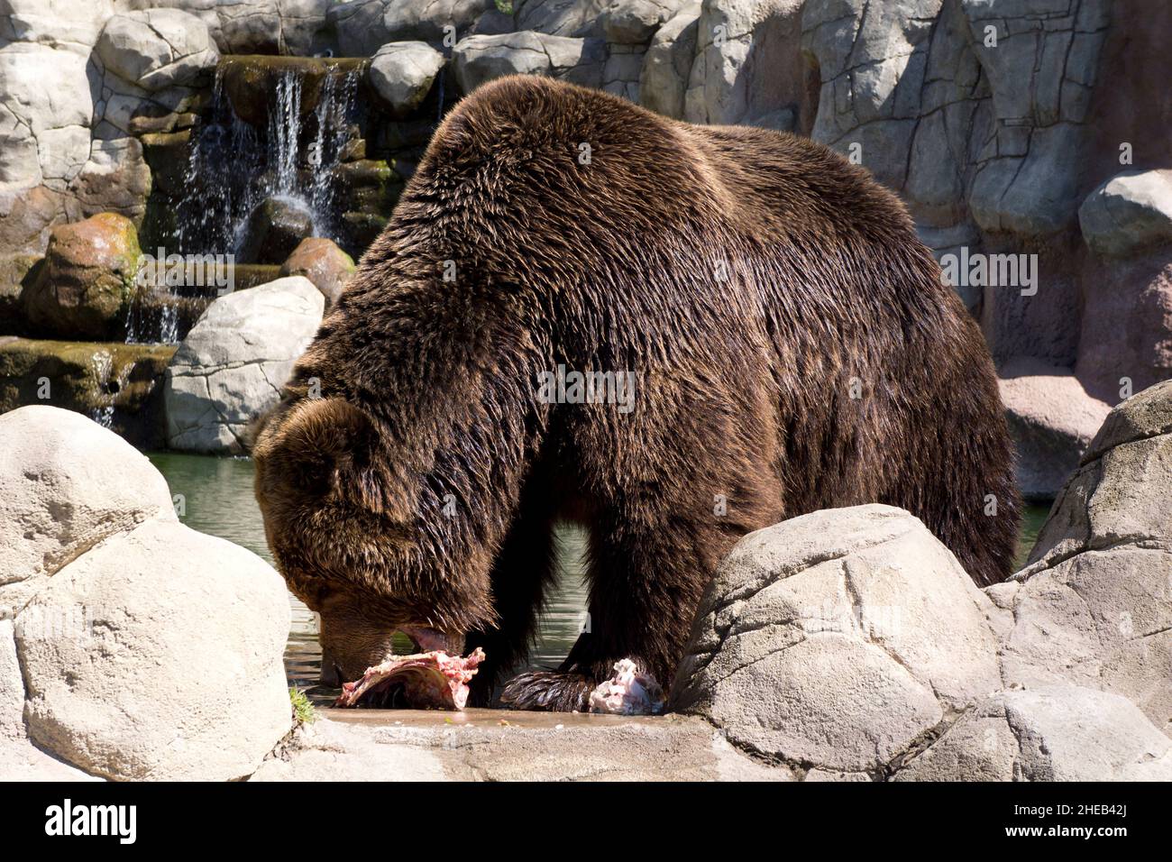 Kamchatka brown bear in captivity Stock Photo