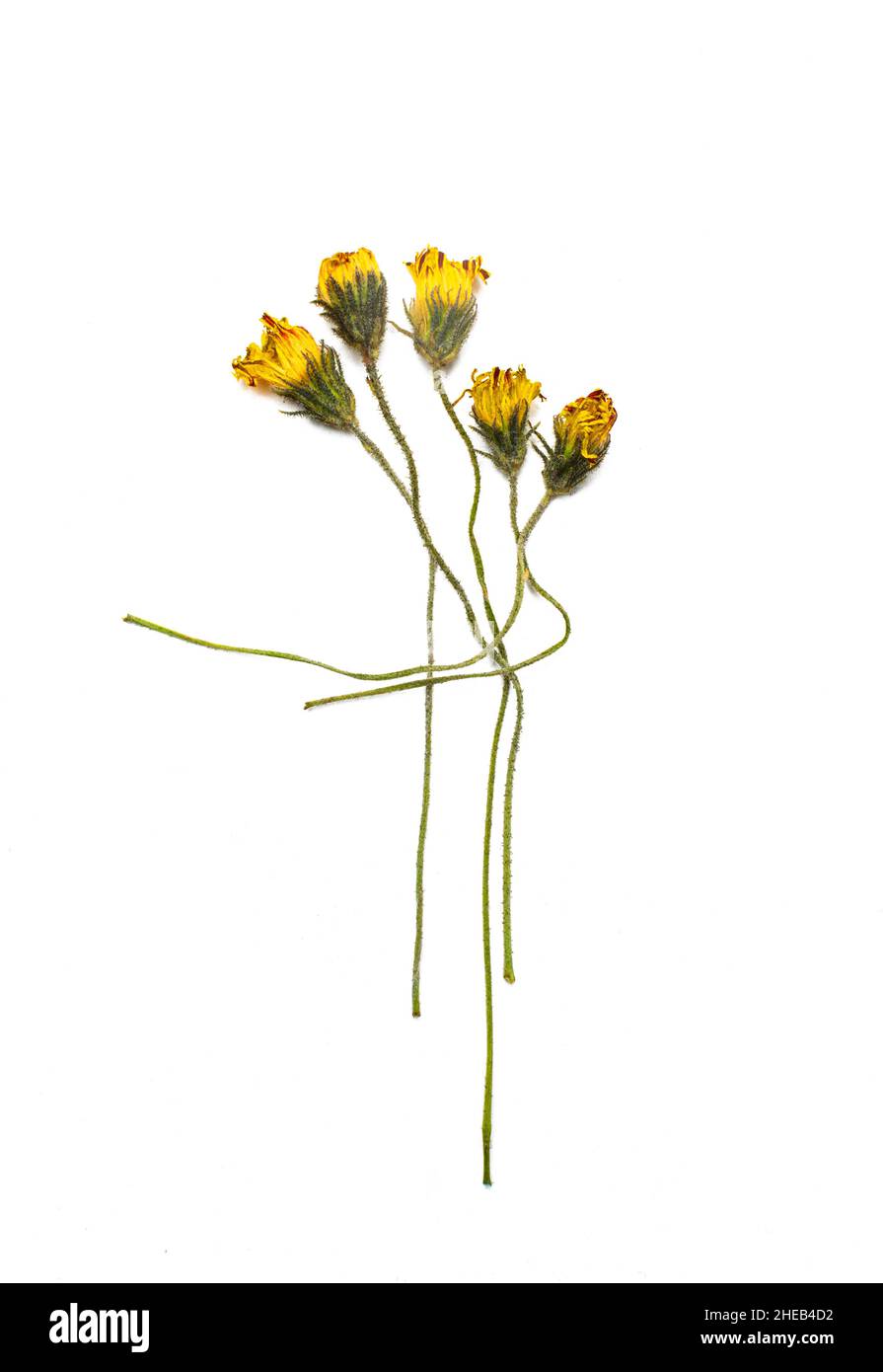 Faded yellow flowers on a white background Stock Photo