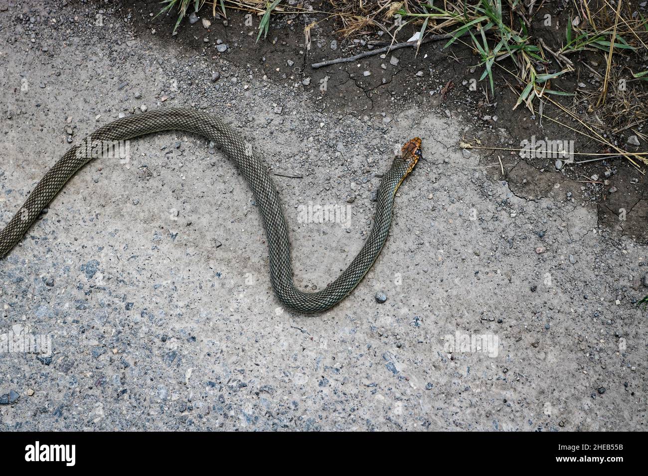 Crushed by Caspian whipsnake on the highway. Dead snake. Wildlife and ...