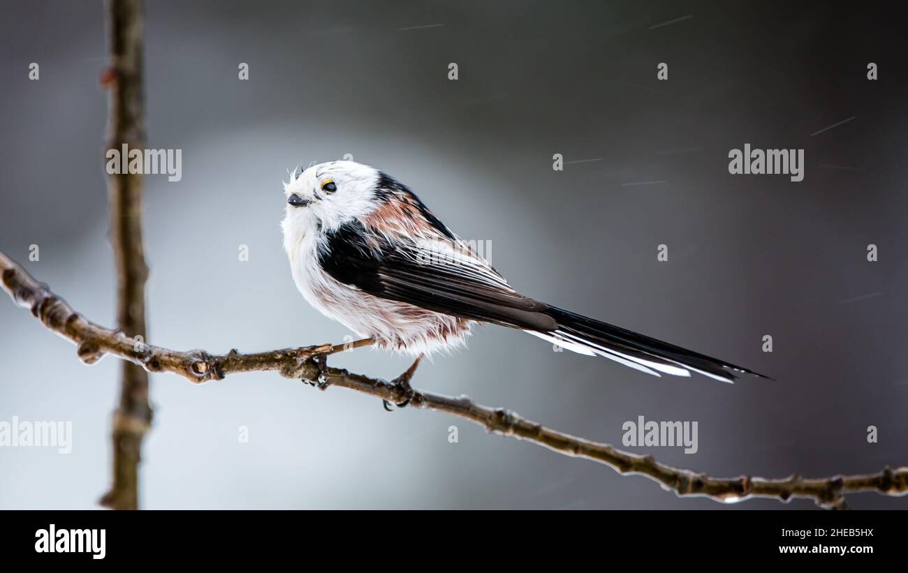 Long-tailed tit or long-tailed bushtit (Aegithalos caudatus) in profile on an oak-twig with a defocused background. Stock Photo