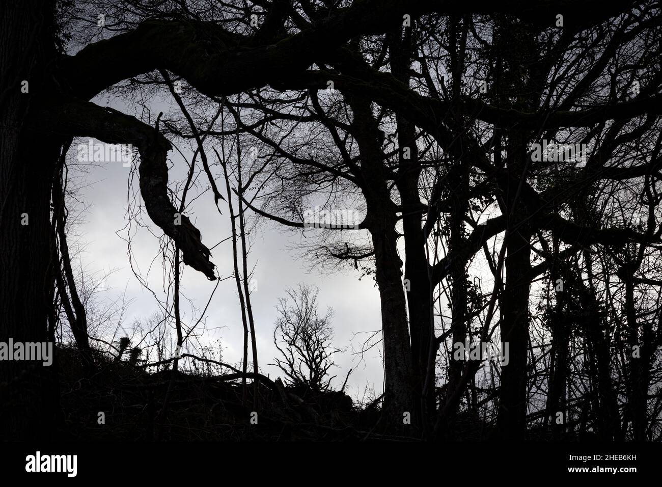 Farming in winter,general farm maintenance,arable farmers,devon farms,devon farming,farming in winter, woodland,woods in winter Stock Photo