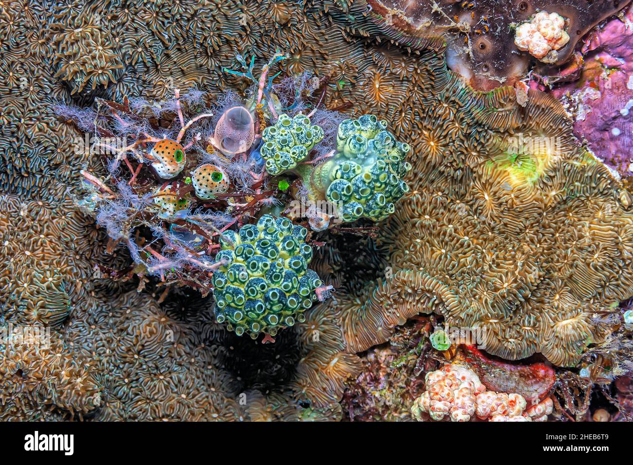 tunicate is a marine invertebrate animal, a member of the subphylum Tunicata ,tjuːnɪˈkeɪtə. It is part of the Chordata, Stock Photo