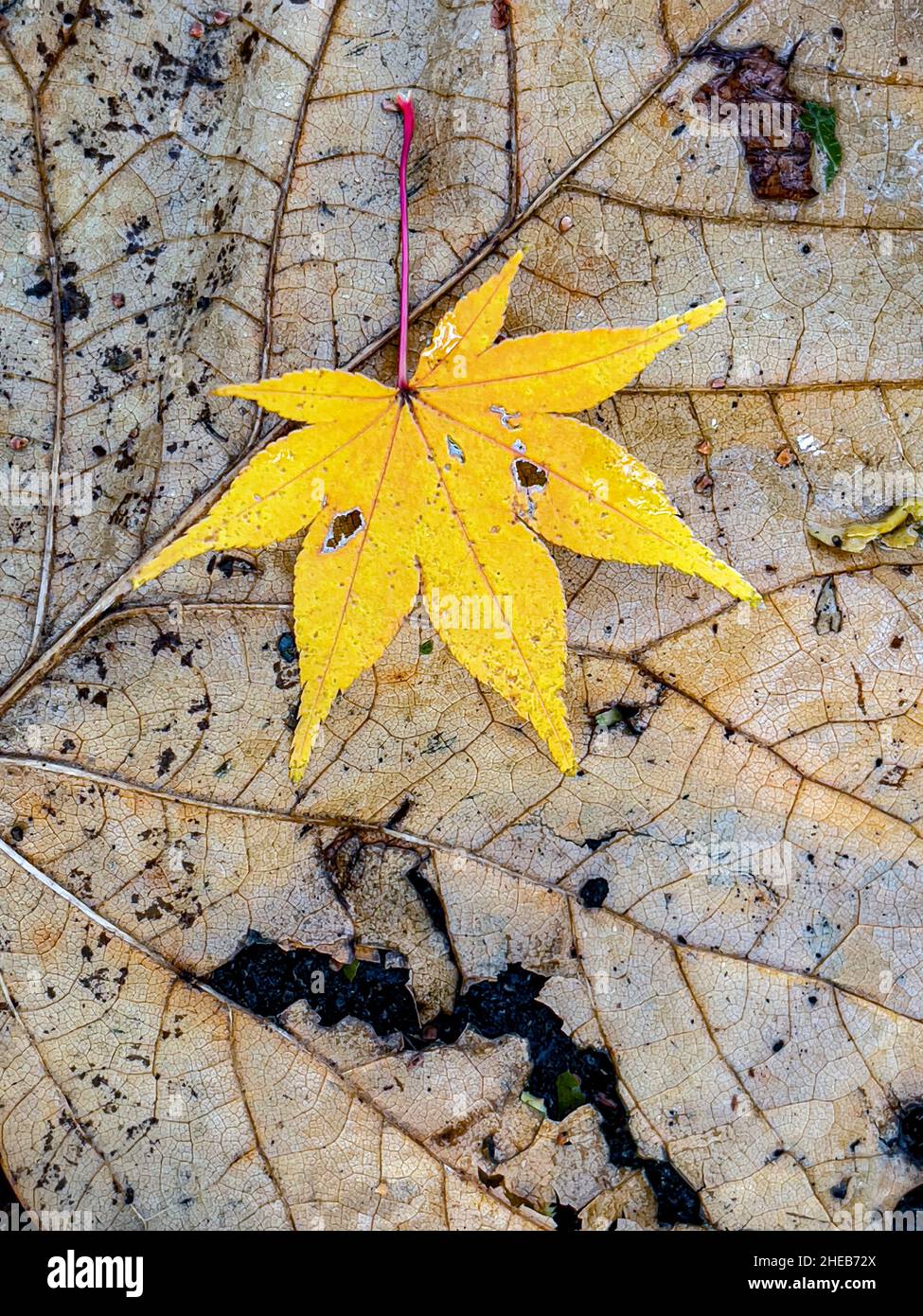 Autumn fall foliage in forest tree roots above ground Stock Photo - Alamy