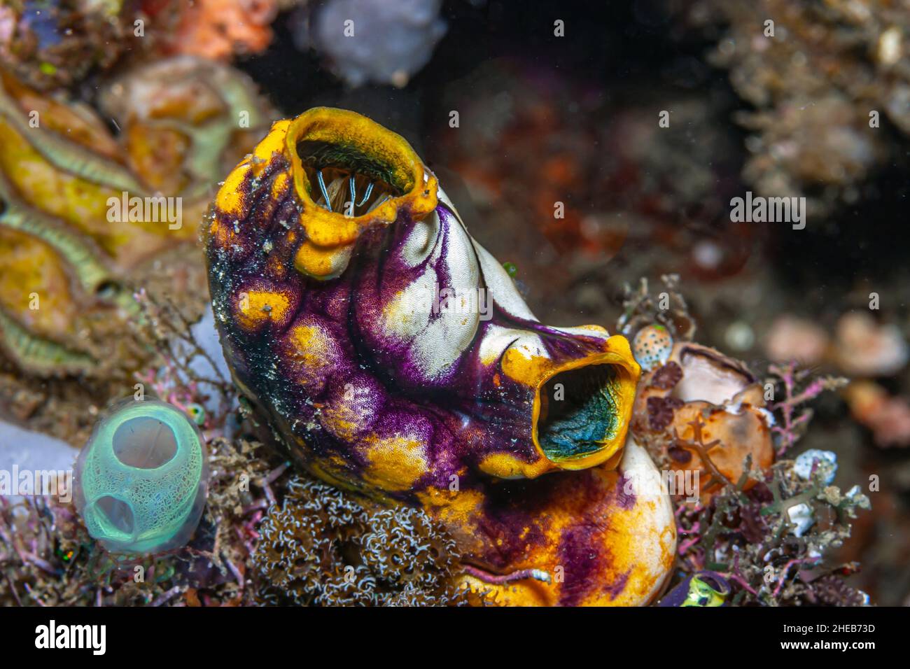 Polycarpa aurata, also known as the ox heart ascidian, the gold-mouth sea squirt or the ink-spot sea squirt, is a species of tunicate in the family St Stock Photo