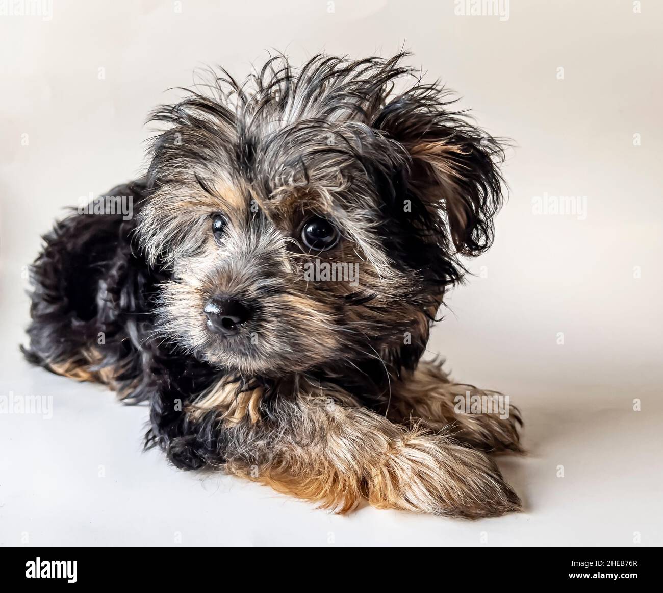 Yorkshire Terrier often shortened as Yorkie is one of the
