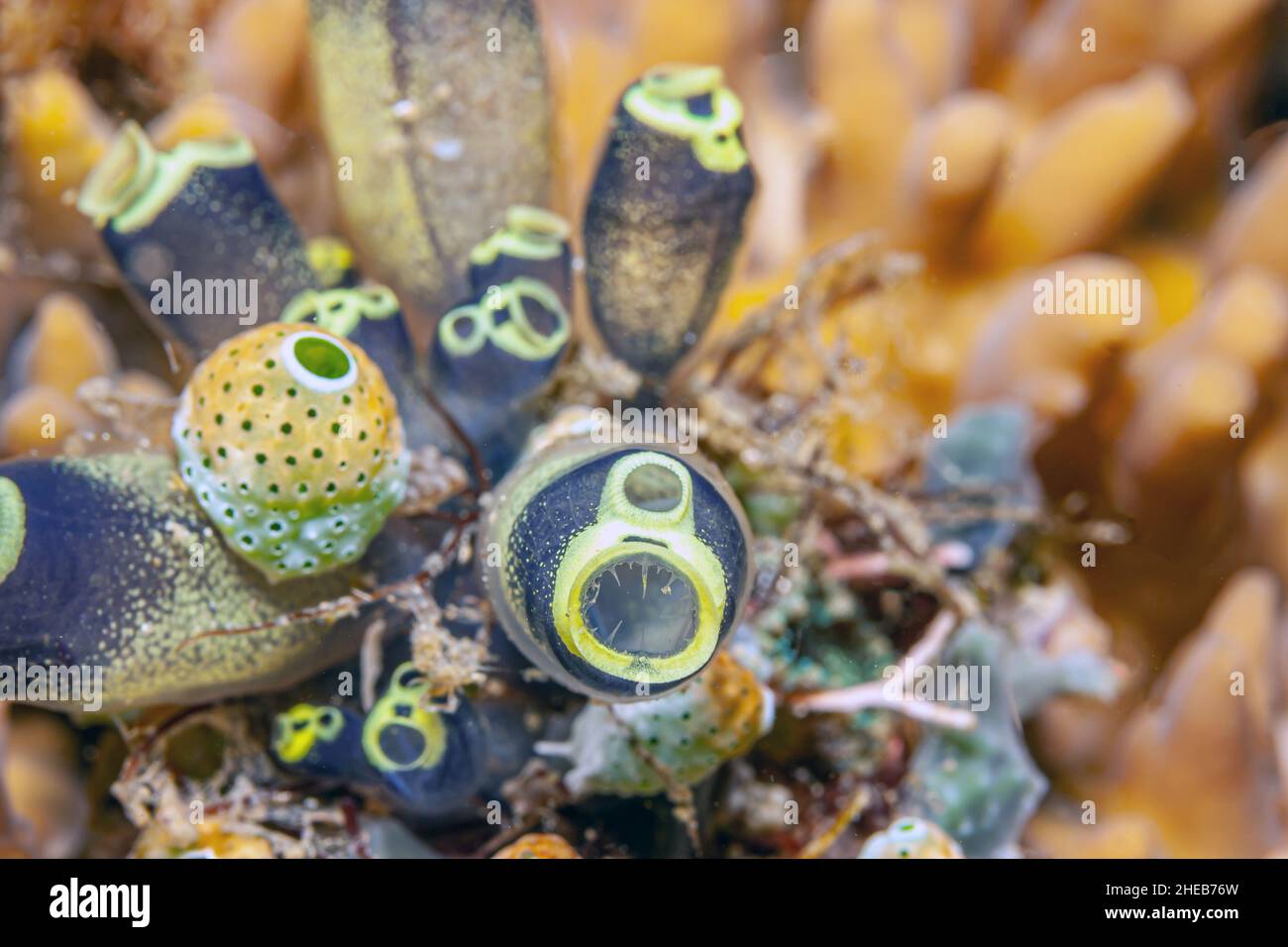 tunicate is a marine invertebrate animal, a member of the subphylum Tunicata ,tjuːnɪˈkeɪtə. It is part of the Chordata, Stock Photo