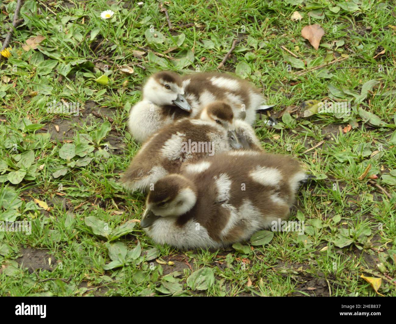 Egyptian goose goslings, Alopochen aegyptiaca Stock Photo