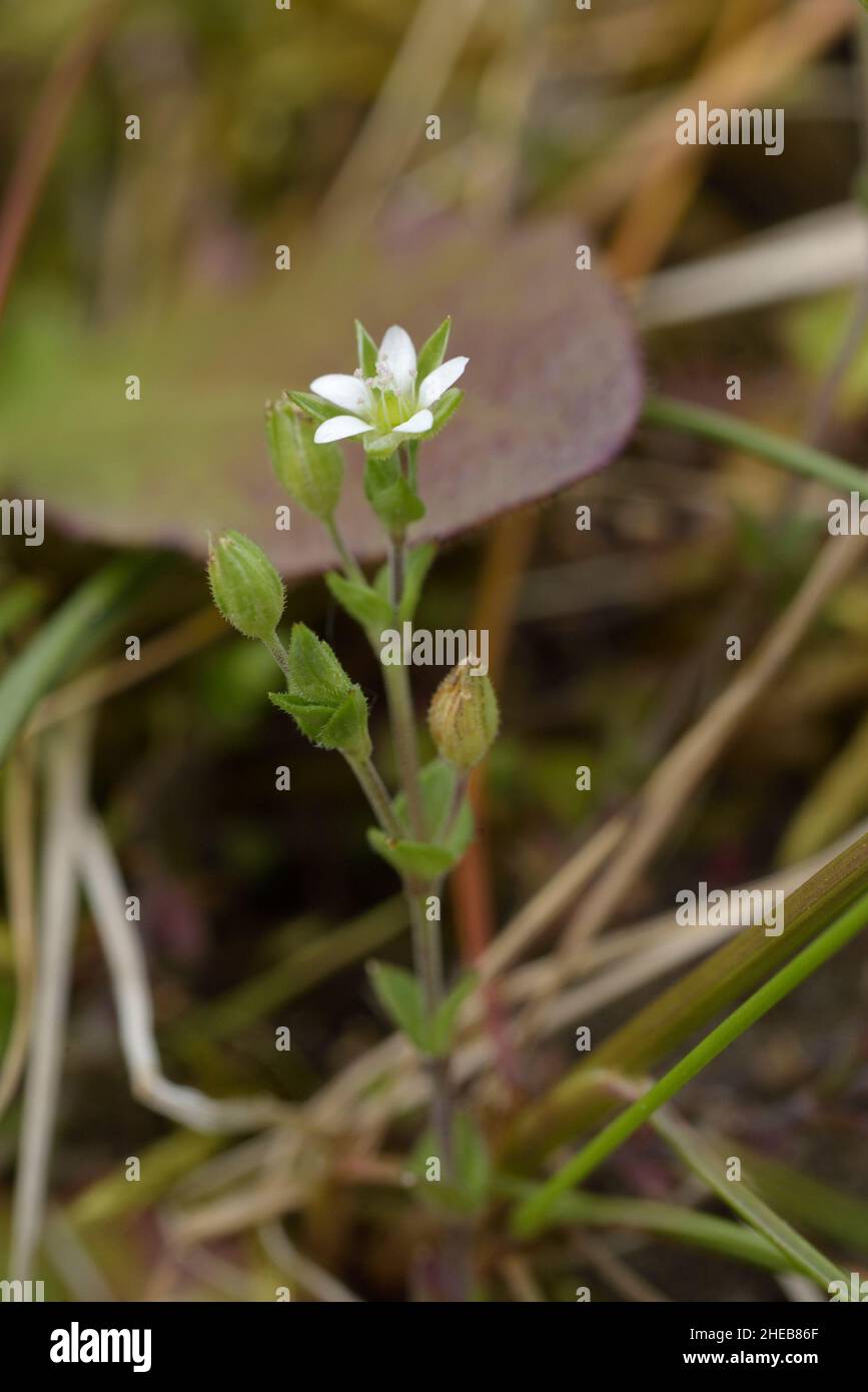 Arenaria serpyllifolia, Thyme-leaved Sandwort Stock Photo