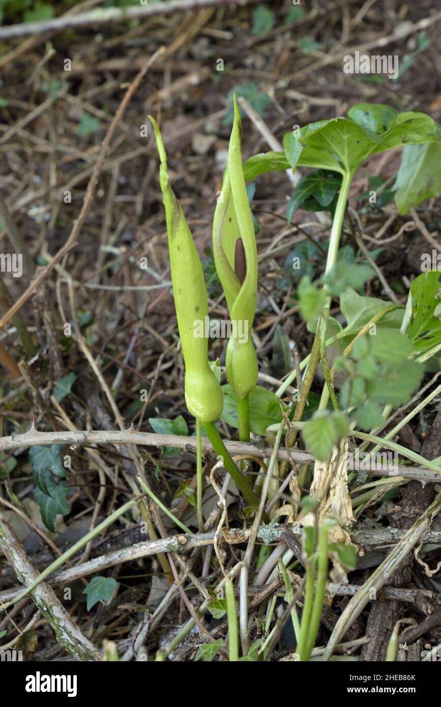 Lords-and-Ladies, Arum maculatum Stock Photo