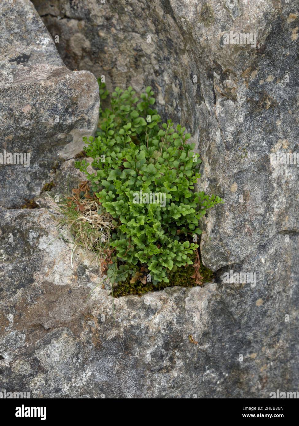 Wall-rue, Asplenium ruta-muraria growing on rocks Stock Photo - Alamy