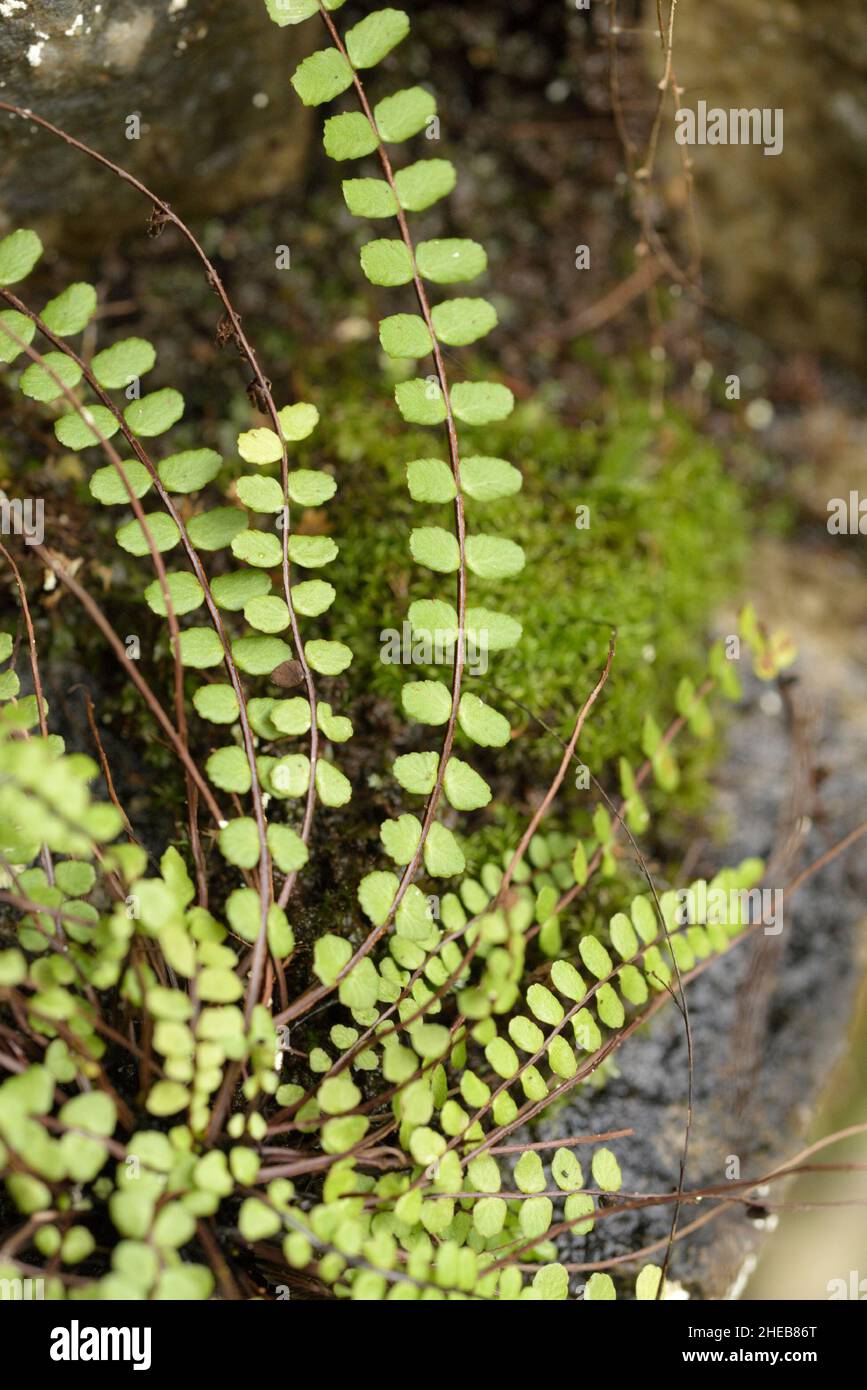 Maidenhair Spleenwort, Asplenium trichomanes subspecies trichomanes Stock Photo
