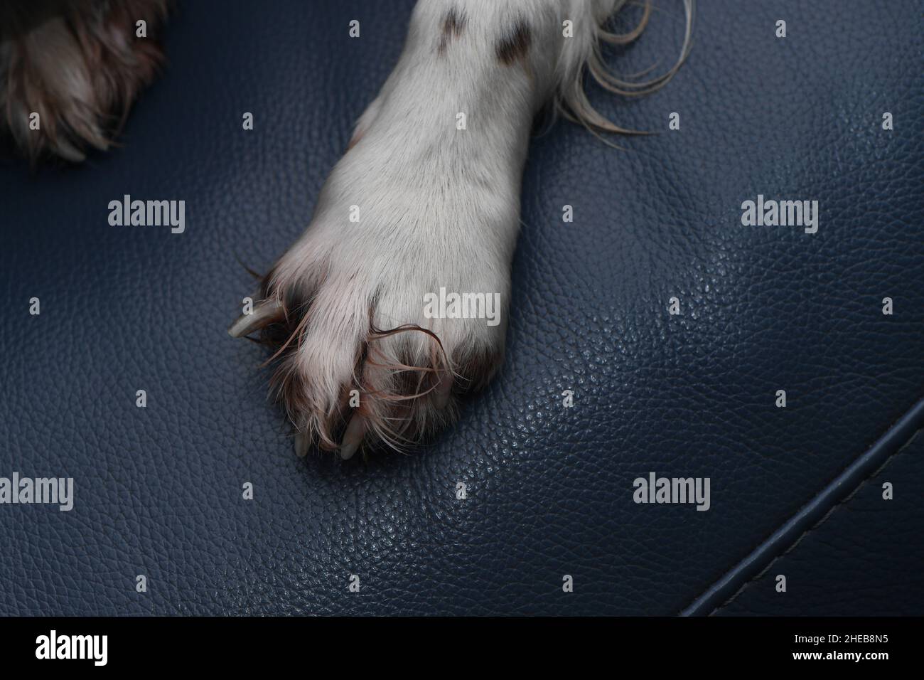 Closeup of a broken dog claw on the front foot. The claw is pointing