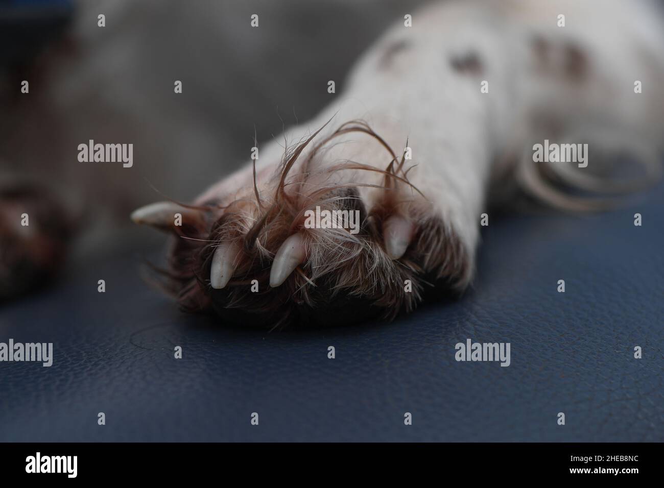 Closeup of a broken dog claw on the front foot. The claw is pointing